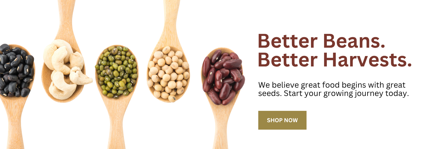 Bean Seeds